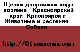 Щенки дворняжки ищут хозяина - Красноярский край, Красноярск г. Животные и растения » Собаки   